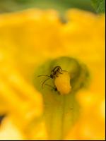 Diabrotica on pumpkin 2