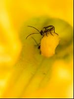 Diabrotica on pumpkin 1