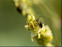 Diabrotica on millet 2