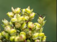 Diabrotica on millet 1