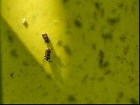 Diabrotica on catch device 2