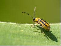 Diabrotica leaf feeding 3