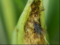 Fly on corn cob