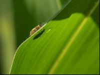 Diabrotica leaf feeding 2