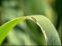 Diabrotica leaf feeding 1