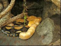 Netzphyton