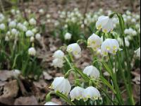 Frühlingsknotenblume 5