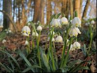 Frühlingsknotenblume 6