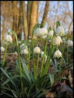 Frühlingsknotenblume 7