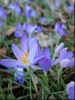 Krokus 9