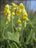 Echte Schlüsselblume 4