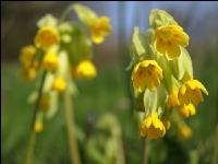 Echte Schlüsselblume 3