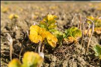 Glyphosat auf Zwischenfrucht 4
