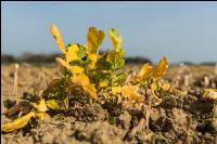 Glyphosat auf Zwischenfrucht 3