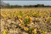Glyphosat auf Zwischenfrucht 1