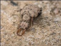 Antlion 8