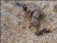 Antlion 6