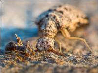 Antlion 1