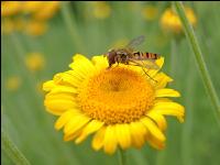 Syrphid 1
