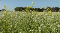 Blooming cover crop 6