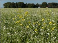 Blooming cover crop 5