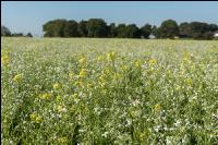 Blooming cover crop 4