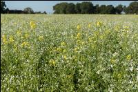Blooming cover crop 3