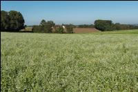 Blooming cover crop 2