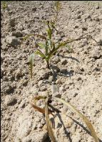 Mais Drahtwurm Schaden