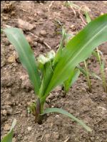 Mais Schaden Drahtwurm