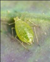 Gruene Pfirsichblattla