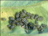 Maisblattlaus Kolonie