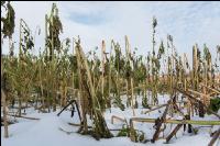 Frosted intermediate crop 13