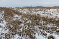 Frosted intermediate crop 7