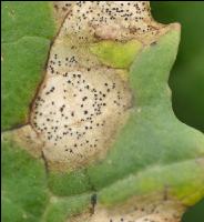 Raps Phoma Blatt 4