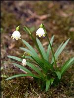 Frühlingsknotenblume 2