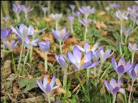 Krokus 11