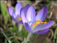 Krokus 10