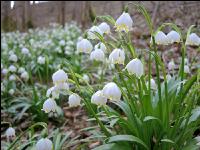 Frühlingsknotenblume 12