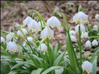 Frühlingsknotenblume 11