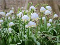 Frühlingsknotenblume 10
