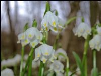 Frühlingsknotenblume 9