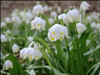 Frühlingsknotenblume 14