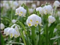 Frühlingsknotenblume 8
