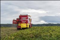 Industriekartoffel Ernte 86