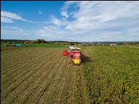 Industriekartoffel Ernte 41