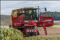 Speisekartoffel Ernte 24