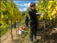 Weinlese Wachau 12