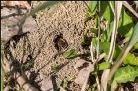 Sand bees 2