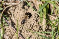 Sand bees 5